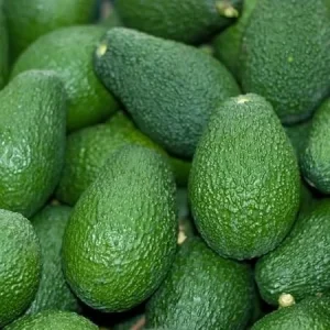 Hass Avocado Live Plant – 1 Gallon Pot, 16-22 Inches Tall – Outdoor Fruit Tree - Image 1