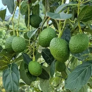 Hass Avocado Live Plant – 12-14in Tall – Potted – Indoor/Outdoor Fruit Tree - Image 1