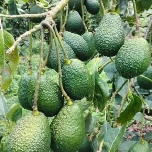 Hass Avocado Tree Live Plant – 8-14in Tall – Half Gallon Pot – Outdoor - Image 2