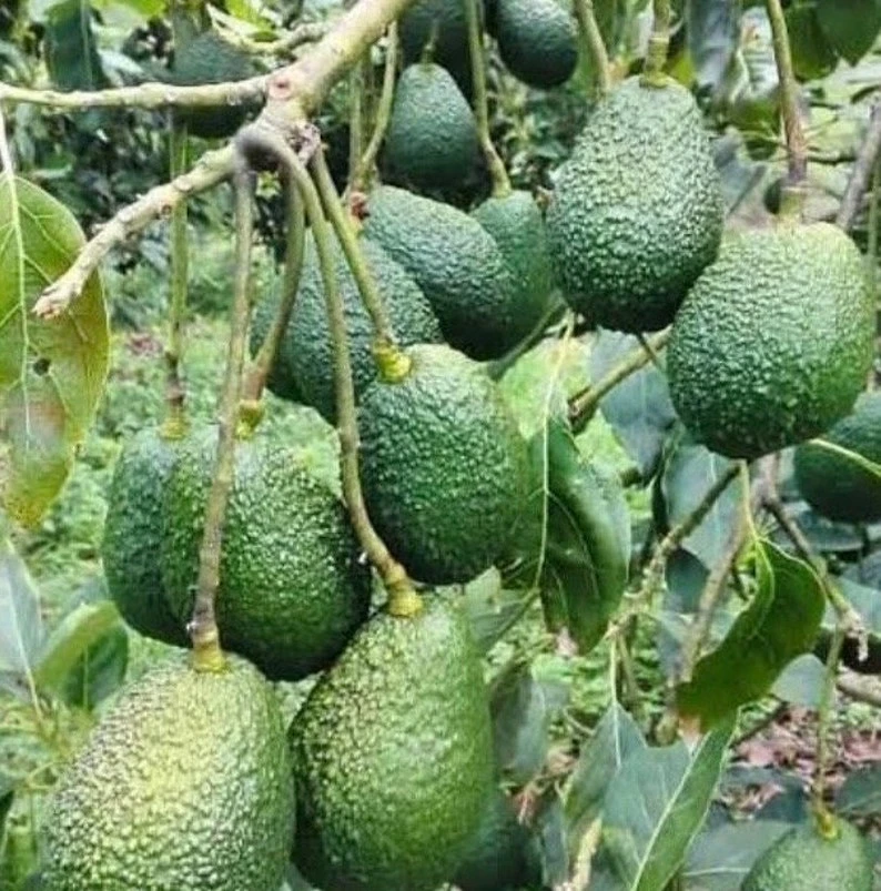 Hass Avocado Tree Live Plant – 8-14in Tall – Half Gallon Pot – Outdoor - Image 2