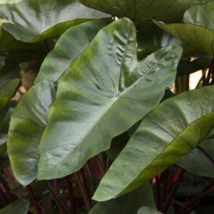 Hawaiian Punch Colocasia Live Plant – Tropical Elephant Ear Taro – 3-5