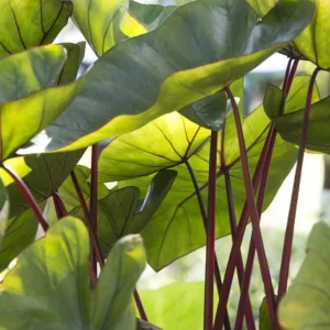 Hawaiian Punch Colocasia Live Plant – Tropical Elephant Ear Taro – 3-5