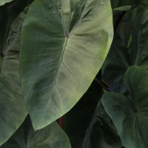 Hawaiian Punch Colocasia Live Plant – Tropical Elephant Ear Taro – 3-5