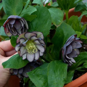 Hellebore Black Tie Affair Live Plant – Perennial Shade Plant – 5.25