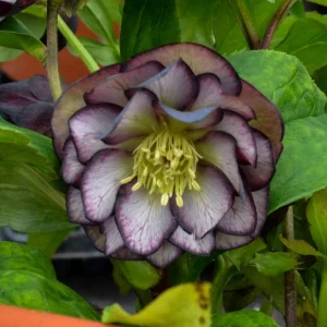 Hellebore Black Tie Affair Live Plant – Perennial Shade Plant – 5.25