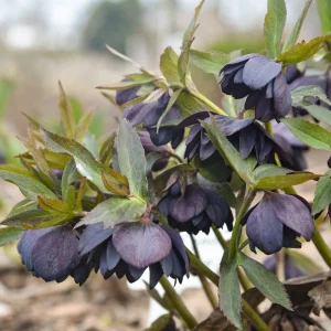 Hellebore 'Dark and Handsome' Well Rooted 5.25" Pot Perennial Plant Lenten Rose - Image 2