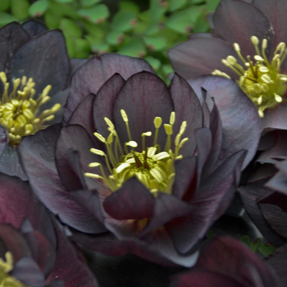 Hellebore 'Dark and Handsome' Well Rooted 5.25" Pot Perennial Plant Lenten Rose - Image 3