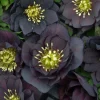 Hellebore 'Dark and Handsome' Well Rooted 5.25" Pot Perennial Plant Lenten Rose - Image 1