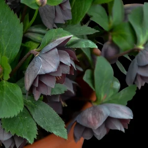 Hellebore 'Dashing Groomsmen' Well Rooted 5.25