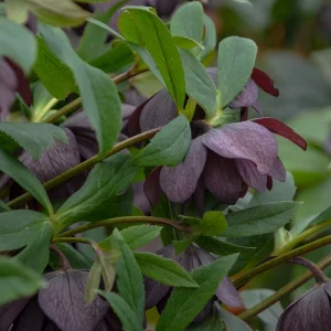Hellebore 'Dashing Groomsmen' Well Rooted 5.25