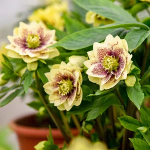 Hellebore Father of the Bride Live Plant - 5.25" Pot Perennial Shade - Image 2