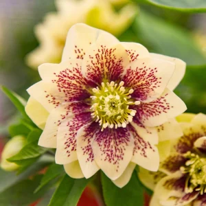 Hellebore Father of the Bride Live Plant - 5.25" Pot Perennial Shade - Image 1