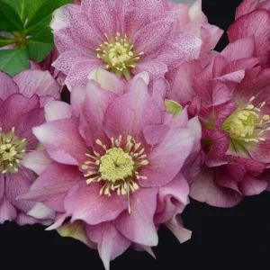 Hellebore 'Maid of Honor' Live Plant - 5.25" Pot Perennial Pink Flower - Image 2