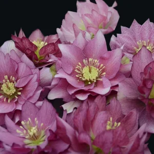Hellebore 'Maid of Honor' Live Plant - 5.25" Pot Perennial Pink Flower - Image 1