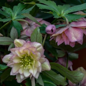 Hellebore 'Mother of the Bride' Well Rooted 5.25" Perennial Plant Lenten Rose - Image 2
