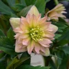 Hellebore 'Mother of the Bride' Well Rooted 5.25" Perennial Plant Lenten Rose - Image 1