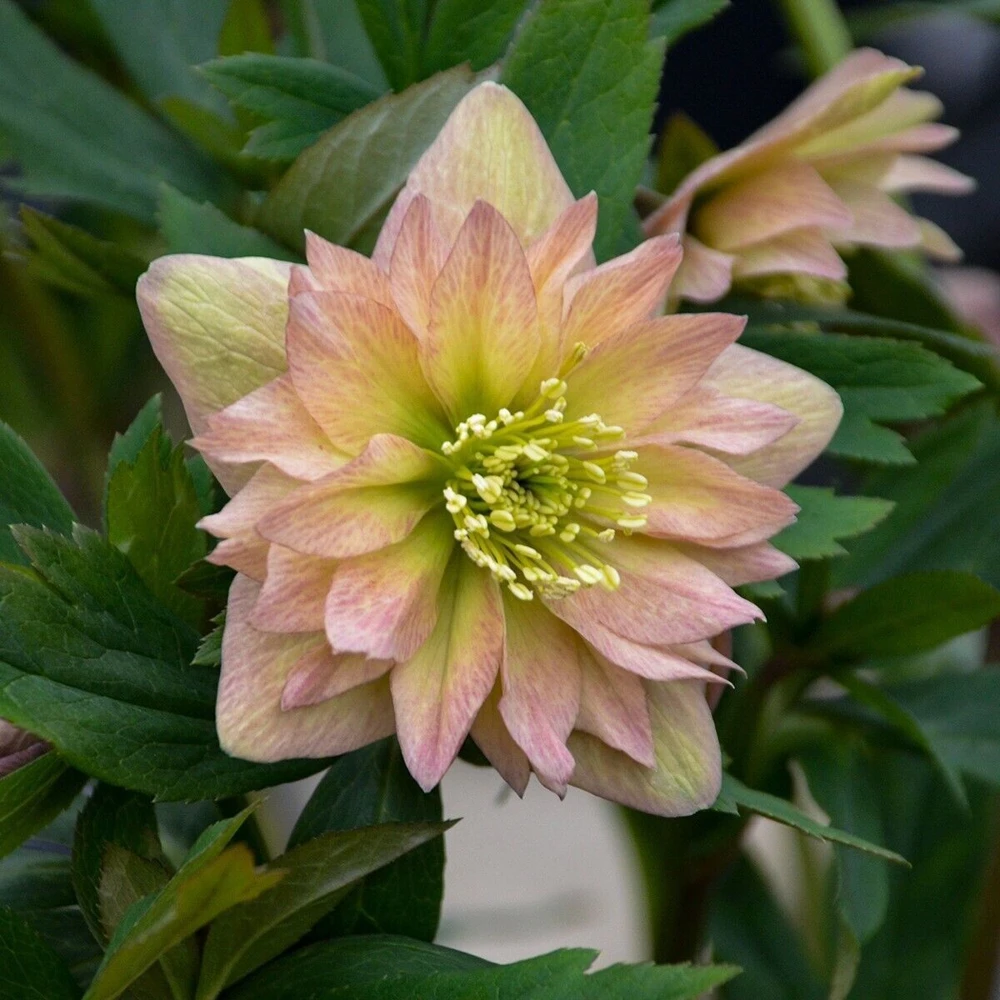 Hellebore 'Mother of the Bride' Well Rooted 5.25" Perennial Plant Lenten Rose - Image 1