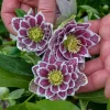 Hellebore Shotgun Wedding Live Plant – 5.25" Pot – Well Rooted Perennial Shade Plant - Image 1