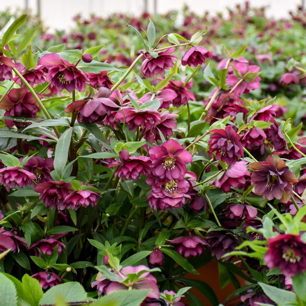 Hellebore True Love Live Plant – 5.25 inch Pot – Well Rooted Perennial Shade Plant - Image 2