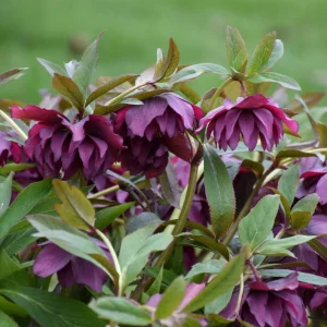 Hellebore True Love Live Plant – 5.25 inch Pot – Well Rooted Perennial Shade Plant - Image 3