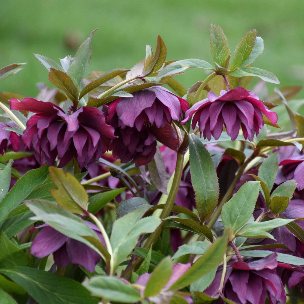 Hellebore True Love Live Plant – 5.25 inch Pot – Well Rooted Perennial Shade Plant - Image 3