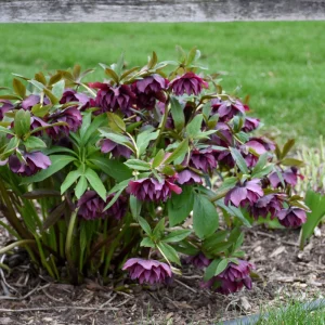 Hellebore True Love Live Plant – 5.25 inch Pot – Well Rooted Perennial Shade Plant - Image 4