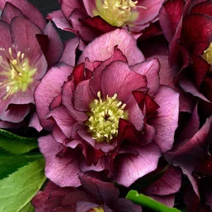 Hellebore True Love Live Plant – 5.25 inch Pot – Well Rooted Perennial Shade Plant - Image 1