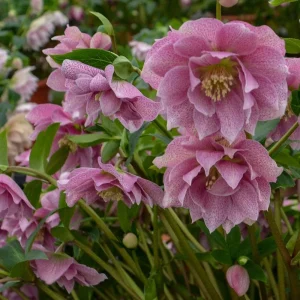 Hellebore Wedding Crasher Live Plant - 5.25