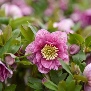 Hellebore Wedding Crasher Live Plant - 5.25
