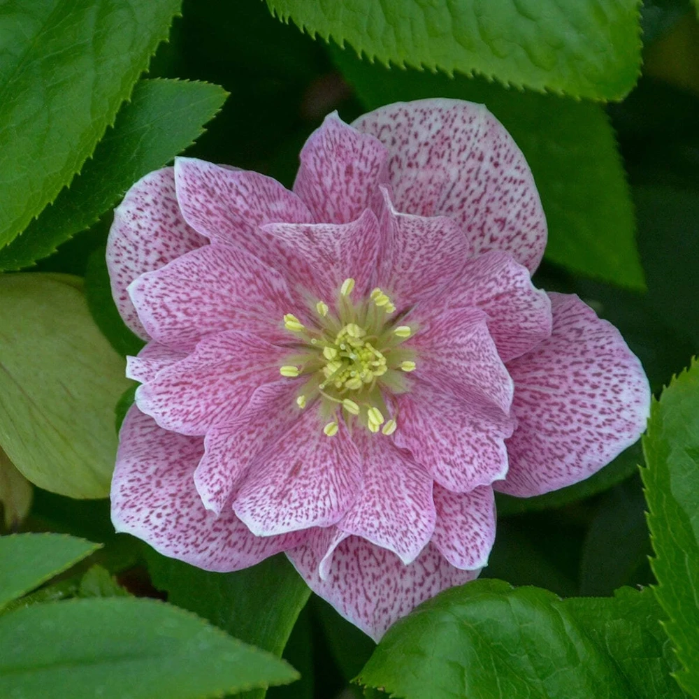 Hellebore Wedding Crasher Live Plant - 5.25" Pot - Well Rooted Perennial Shade - Image 1