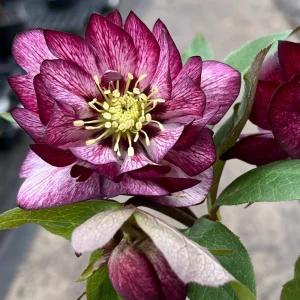 Hellebore 'Whirlwind Romance' Live Plant – 5.25