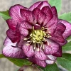 Hellebore 'Whirlwind Romance' Live Plant – 5.25" Pot – Pink Perennial - Image 1