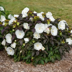 Hibiscus Cookies and Cream Perennial Live Plant - 5.25