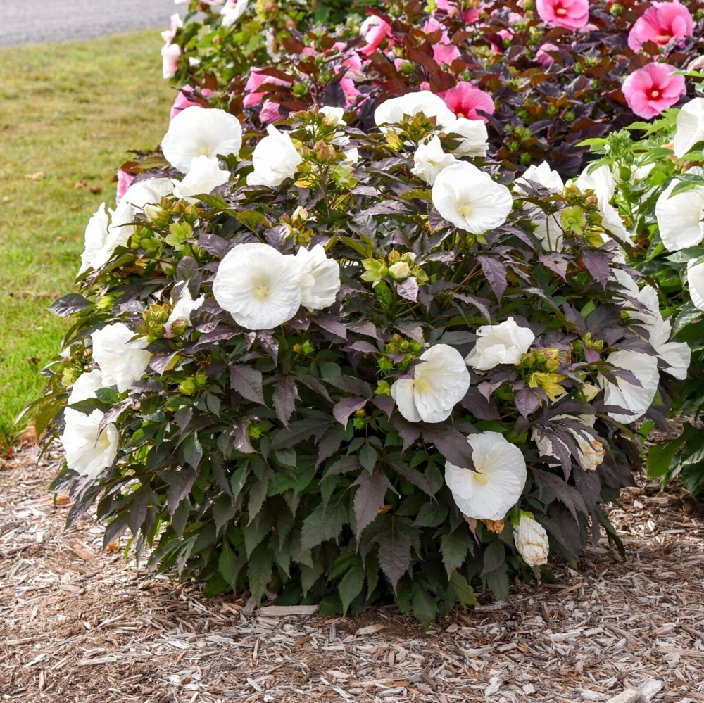 Hibiscus Cookies and Cream Perennial Live Plant - 5.25" Pot - Outdoor - Image 3