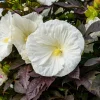 Hibiscus Cookies and Cream Perennial Live Plant - 5.25" Pot - Outdoor - Image 1