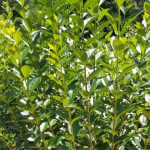 Hills Privet Hedge 12-24