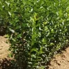 Hills Privet Hedge 12-24" Quart Pot Privacy hedge - Image 1