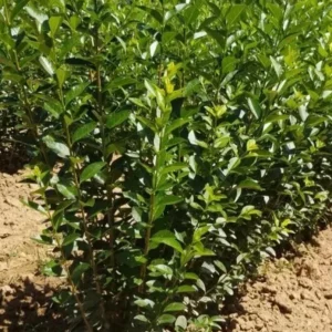 Hills Privet Hedge 12-24