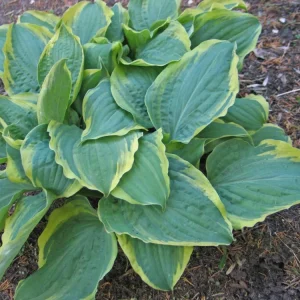 Hosta All Aflutter Live Plant – 5.25
