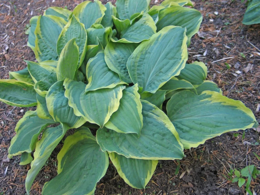 Hosta All Aflutter Live Plant – 5.25" Pot Well Rooted Perennial Shade Plant - Image 2