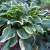 Hosta All Aflutter Live Plant – 5.25" Pot Well Rooted Perennial Shade Plant - Image 1