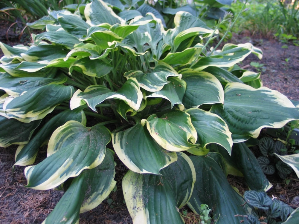 Hosta All Aflutter Live Plant – 5.25" Pot Well Rooted Perennial Shade Plant - Image 1
