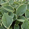 Hosta 'And You and I' Live Plant - 5.25" Pot - Well Rooted Perennial Shade - Image 1