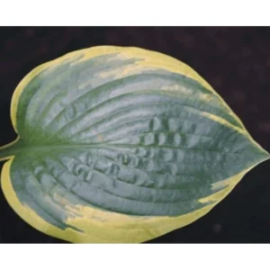 Hosta Anglo Saxon Live Plant – 5.25" Pot – Well Rooted Perennial Shade Plant - Image 2