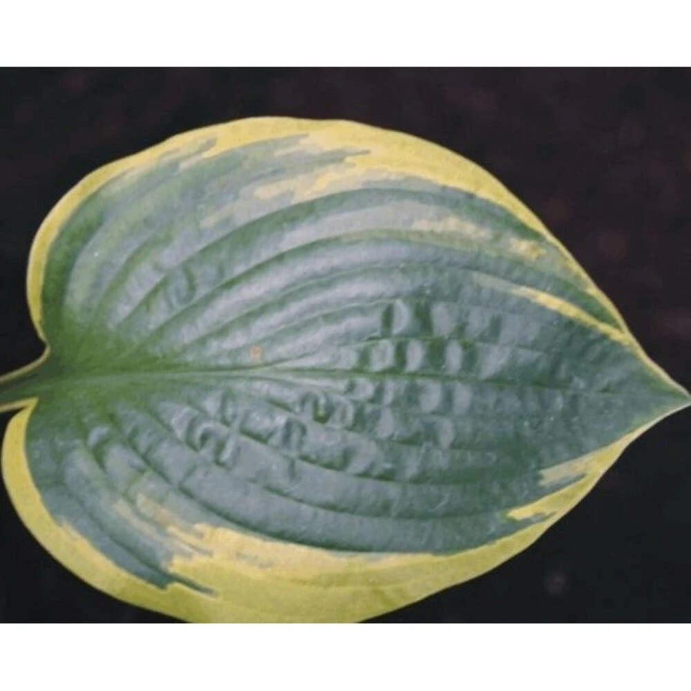 Hosta Anglo Saxon Live Plant – 5.25" Pot – Well Rooted Perennial Shade Plant - Image 2