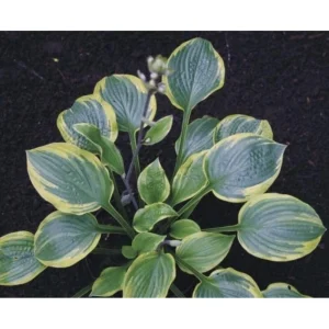 Hosta Anglo Saxon Live Plant – 5.25" Pot – Well Rooted Perennial Shade Plant - Image 1