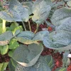 Hosta Around and Around Live Plant – 5.25 inch Pot – Well Rooted Perennial Shade Plant - Image 1