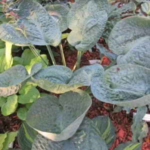Hosta Around and Around Live Plant – 5.25 inch Pot – Well Rooted Perennial Shade Plant - Image 1