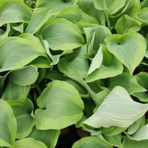 Hosta Atlantis Live Plant – 5.25" Pot – Perennial Shade – Bright & Colorful - Image 2