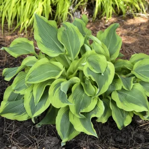 Hosta Atlantis Live Plant – 5.25